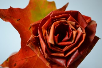 Fall Maple Leaf Roses